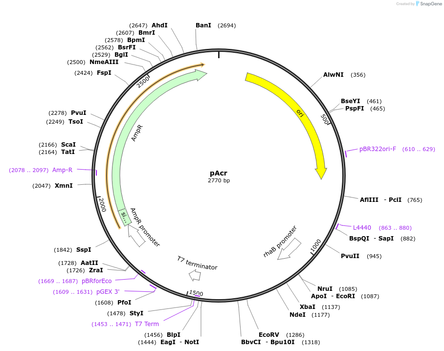 207570-plasmid-map-sequence-id-414098