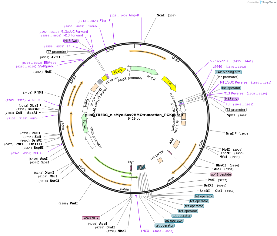 203964-plasmid-map-sequence-id-414099
