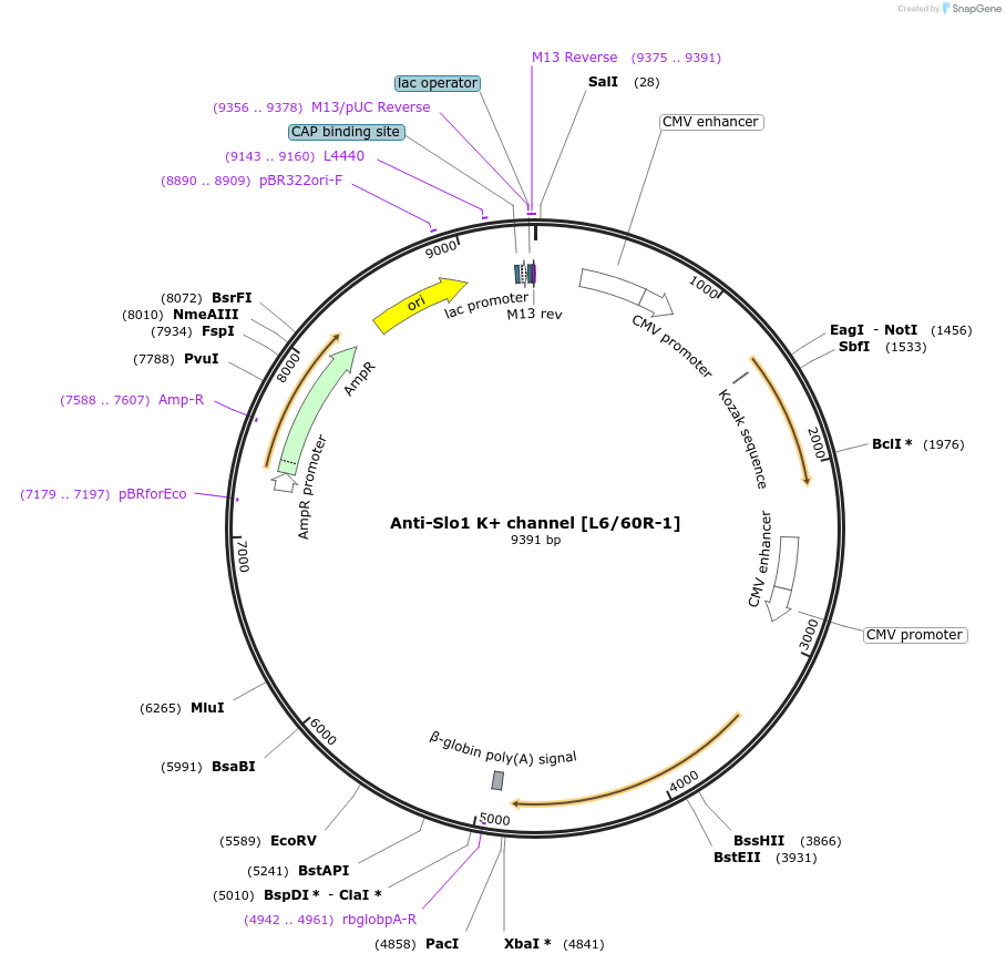 206694-plasmid-map-sequence-id-414107