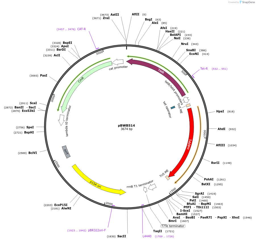 209326-plasmid-map-sequence-id-414115
