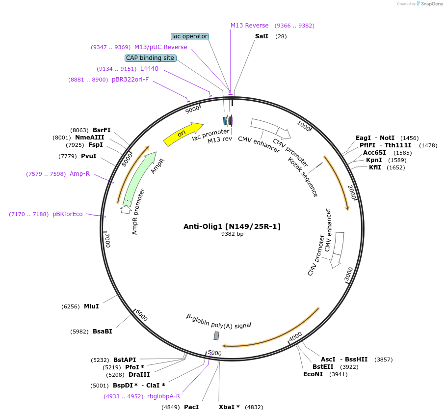 206701-plasmid-map-sequence-id-414154