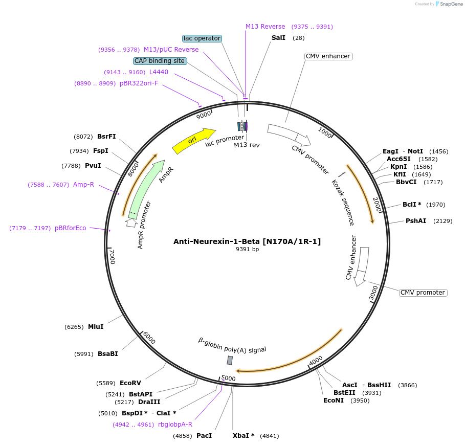 206702-plasmid-map-sequence-id-414155