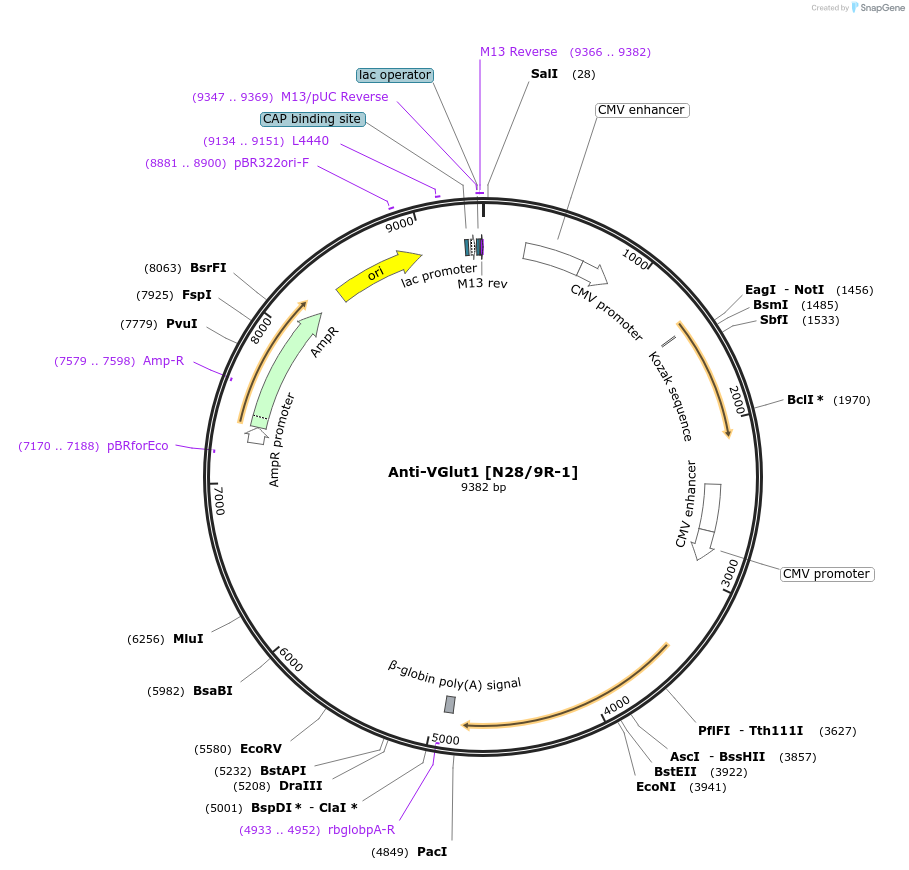 206706-plasmid-map-sequence-id-414159