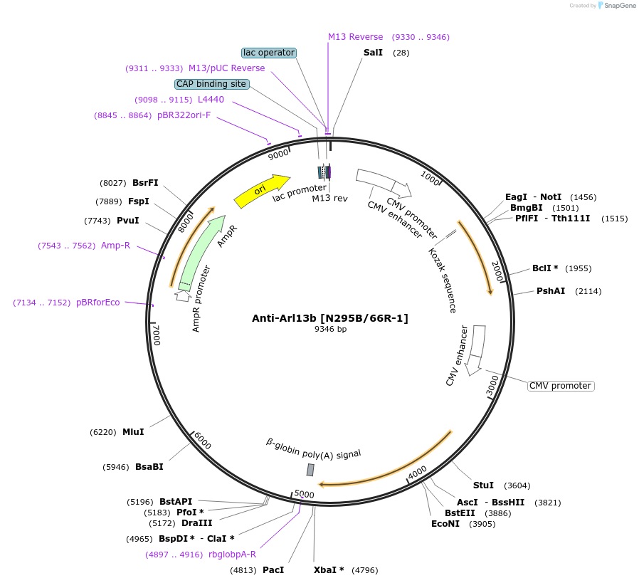 206708-plasmid-map-sequence-id-414161