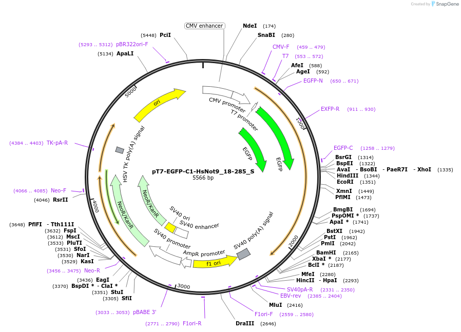 147482-plasmid-map-sequence-id-414169
