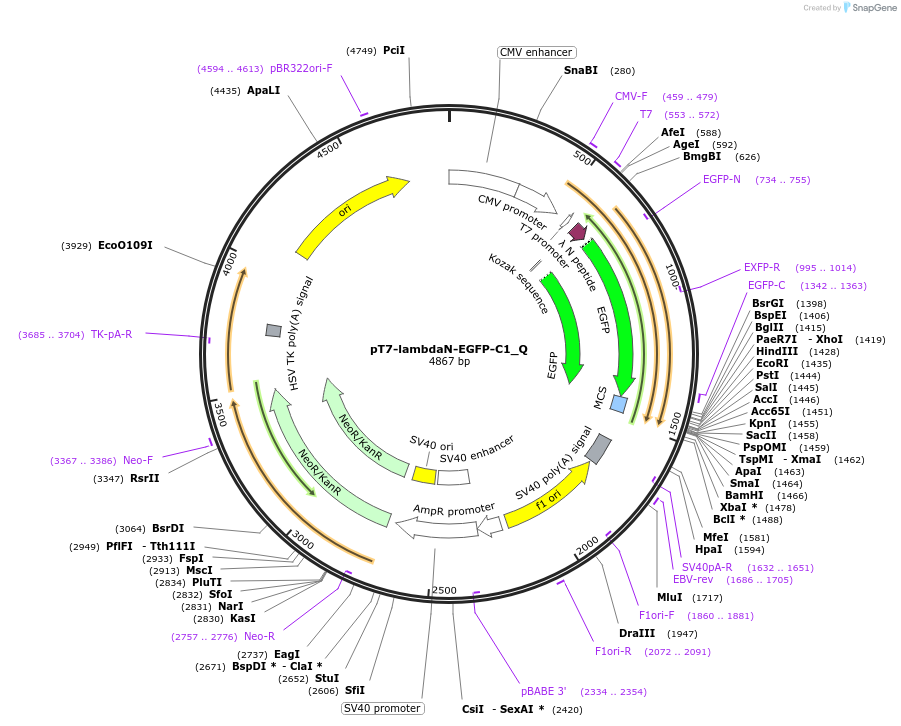 147331-plasmid-map-sequence-id-414170