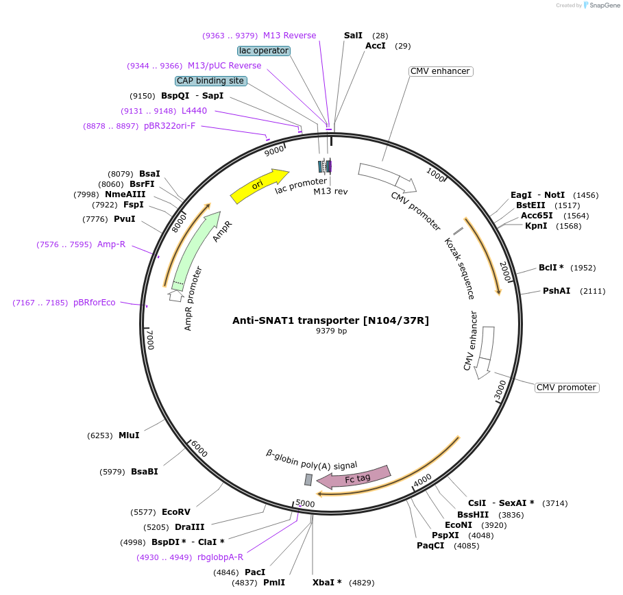 206524-plasmid-map-sequence-id-414179