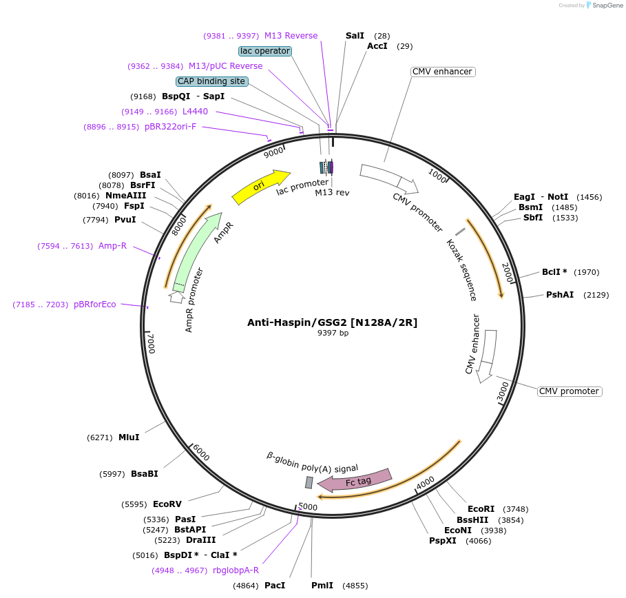 206530-plasmid-map-sequence-id-414182
