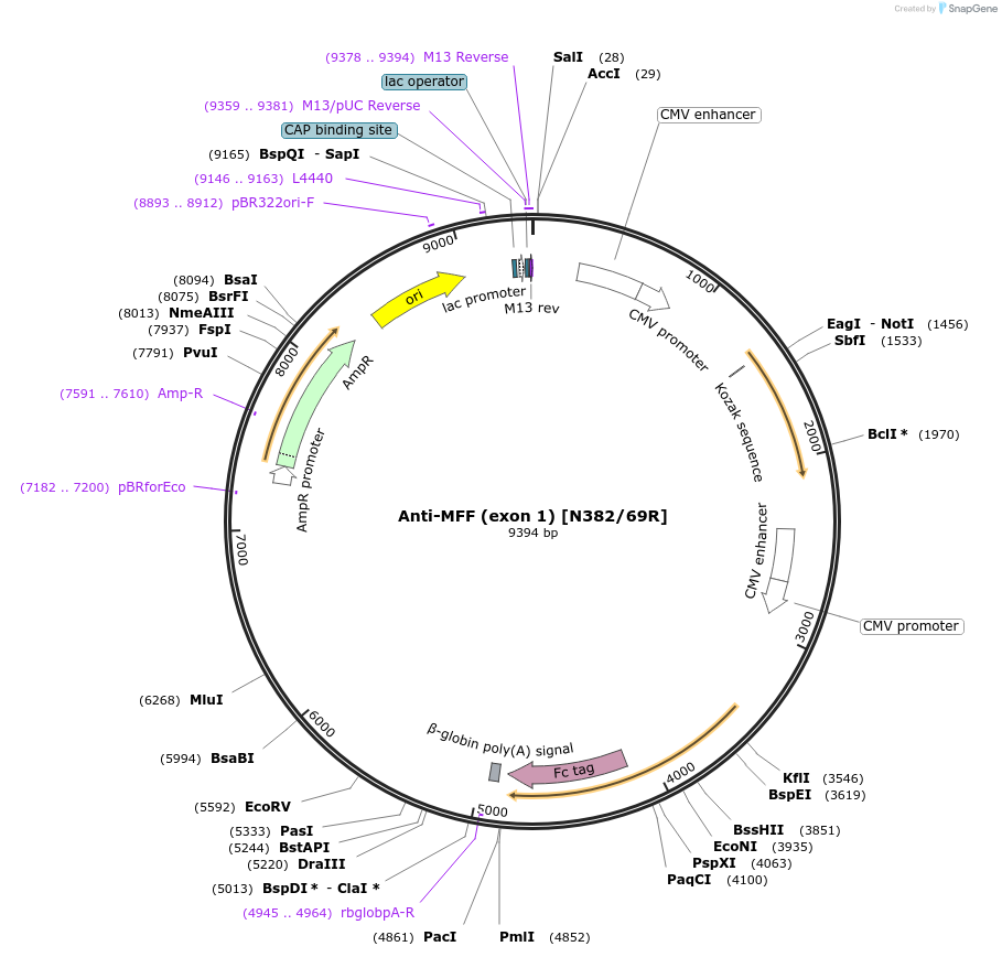 206565-plasmid-map-sequence-id-414186