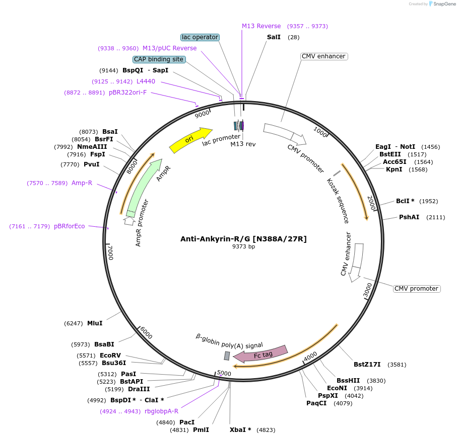 206566-plasmid-map-sequence-id-414187
