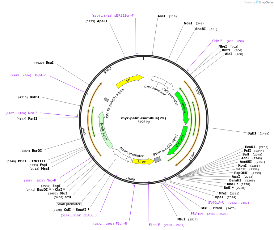 197921-plasmid-map-sequence-id-414193