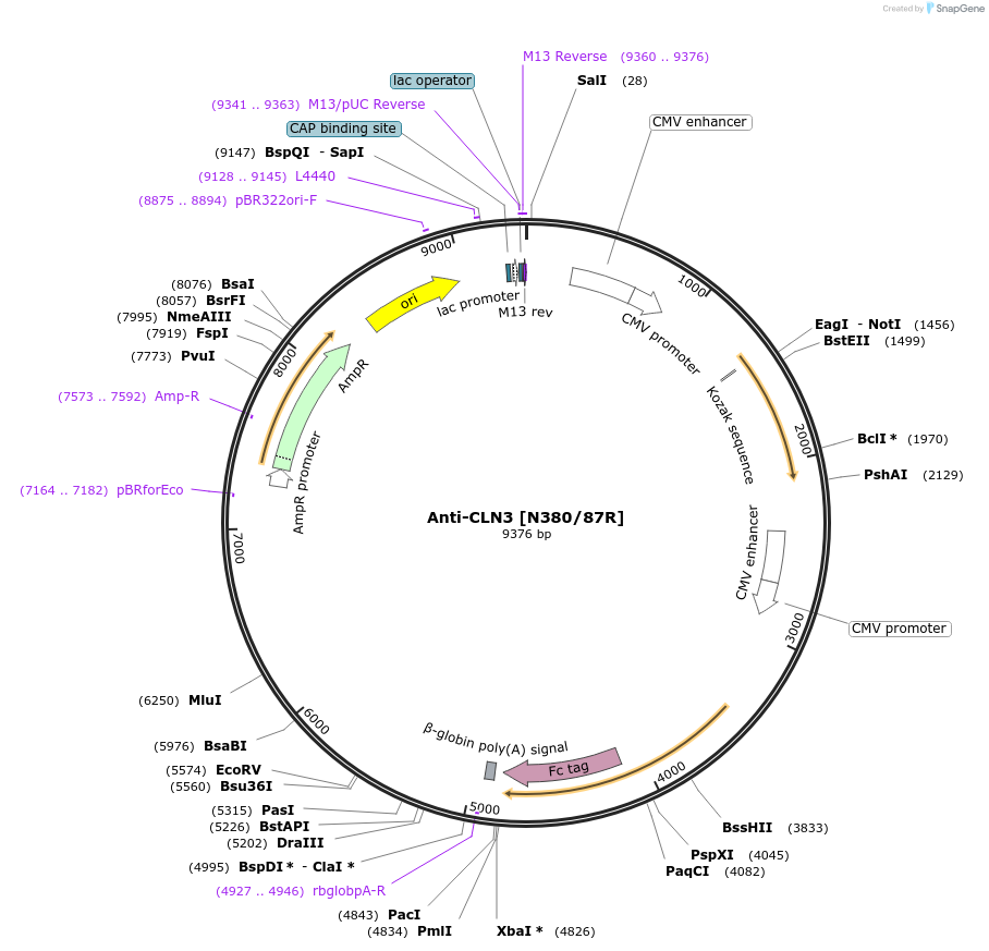 206564-plasmid-map-sequence-id-414198