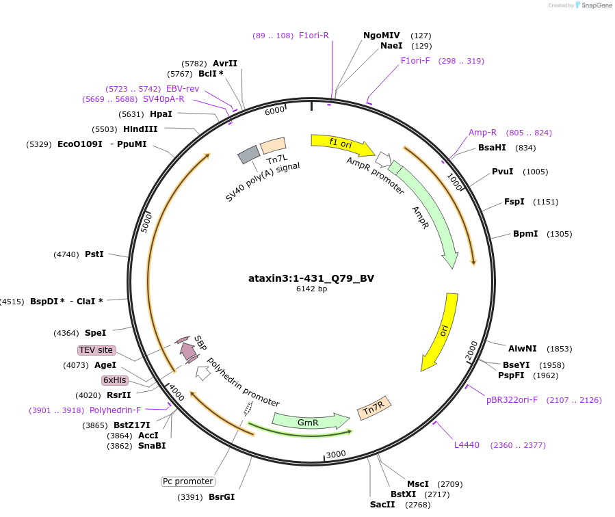 209733-plasmid-map-sequence-id-414202