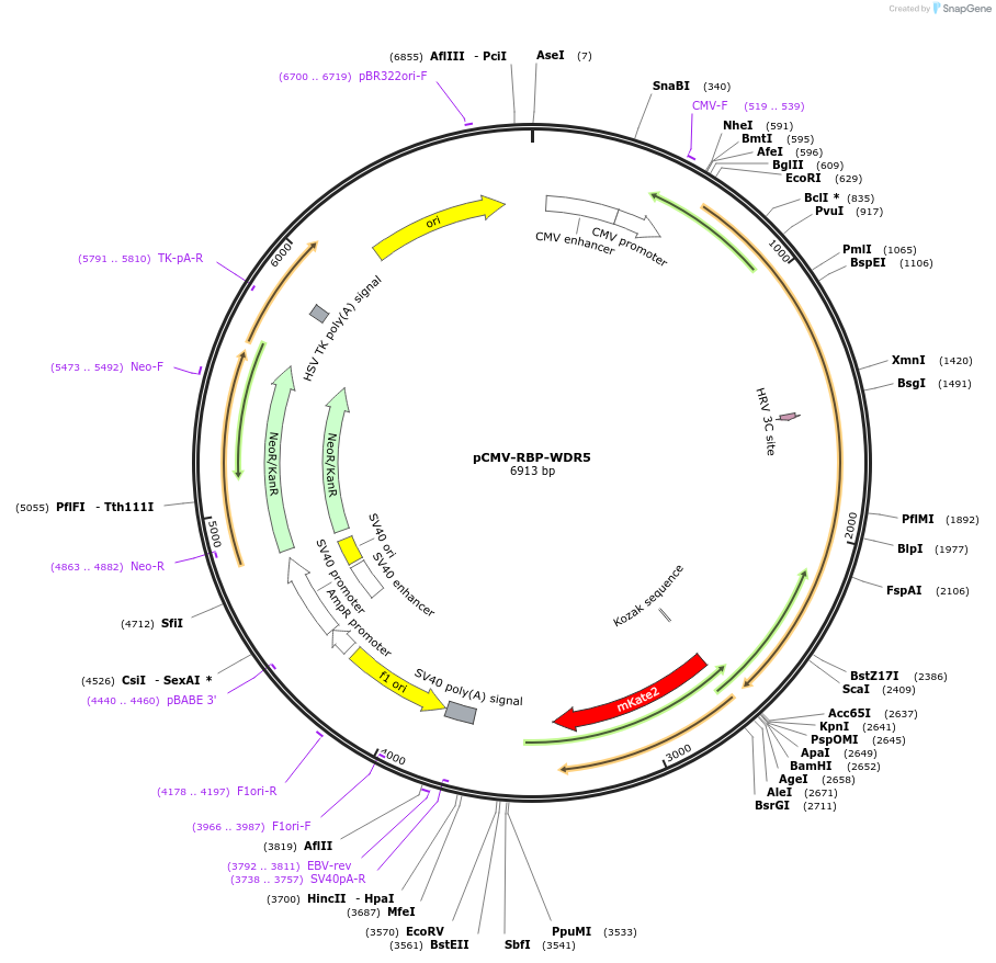 209702-plasmid-map-sequence-id-414204