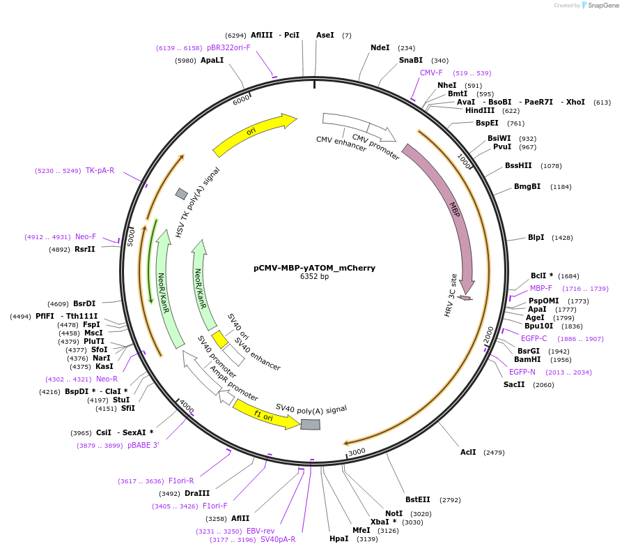 209707-plasmid-map-sequence-id-414209