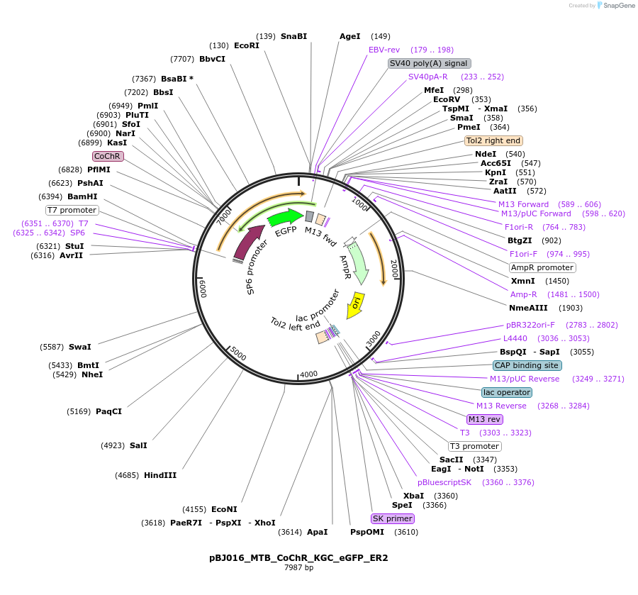 209277-plasmid-map-sequence-id-414325