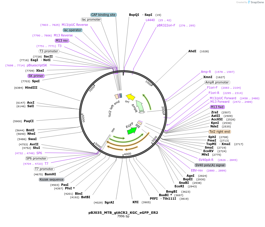 209278-plasmid-map-sequence-id-414326