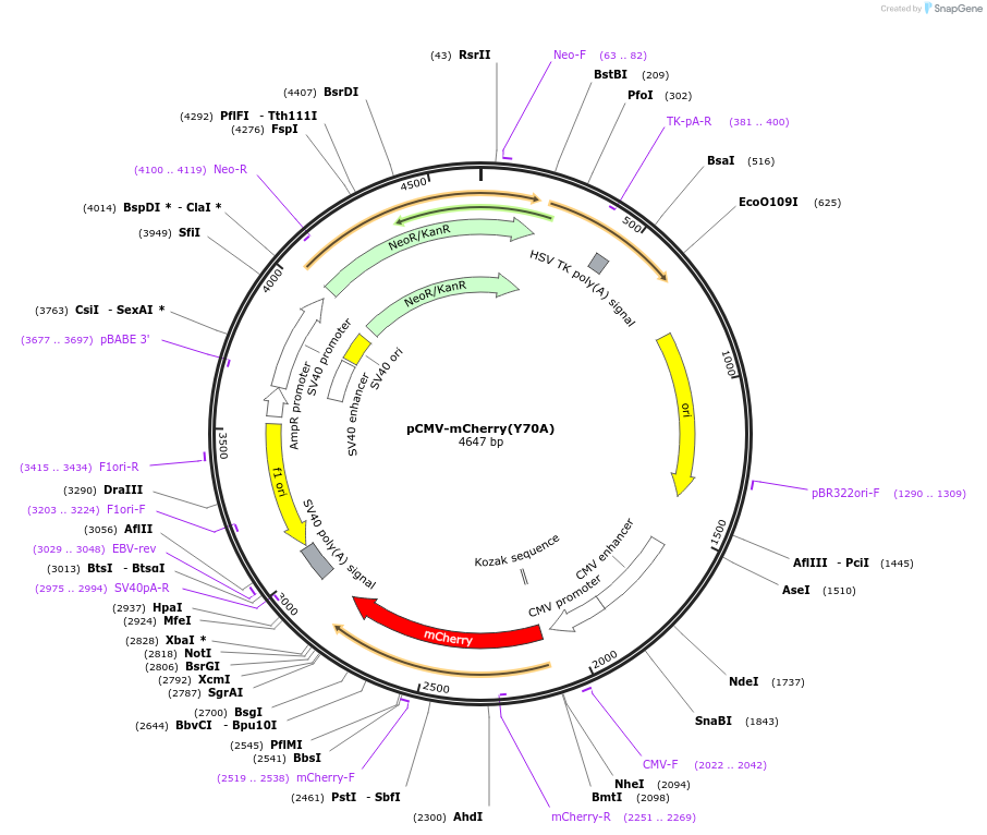209703-plasmid-map-sequence-id-414328