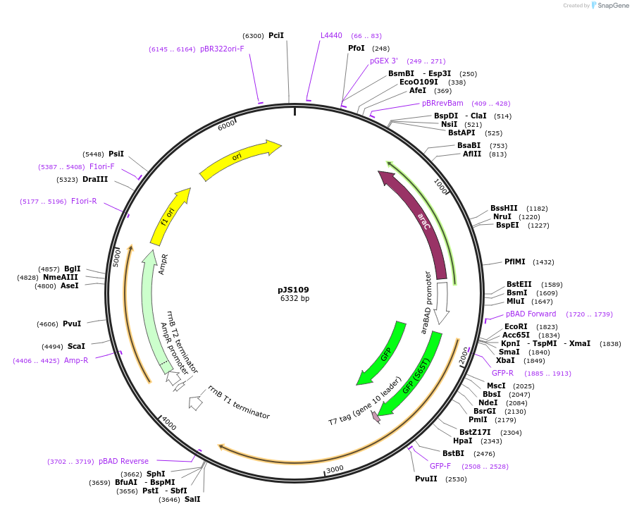 207590-plasmid-map-sequence-id-414341