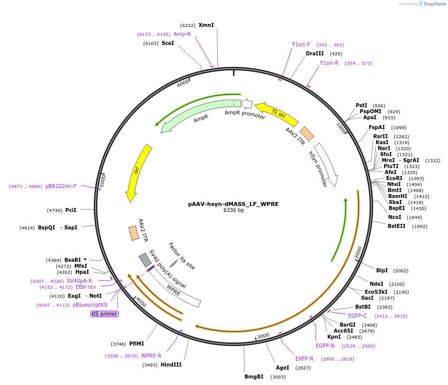 209766-plasmid-map-sequence-id-414343