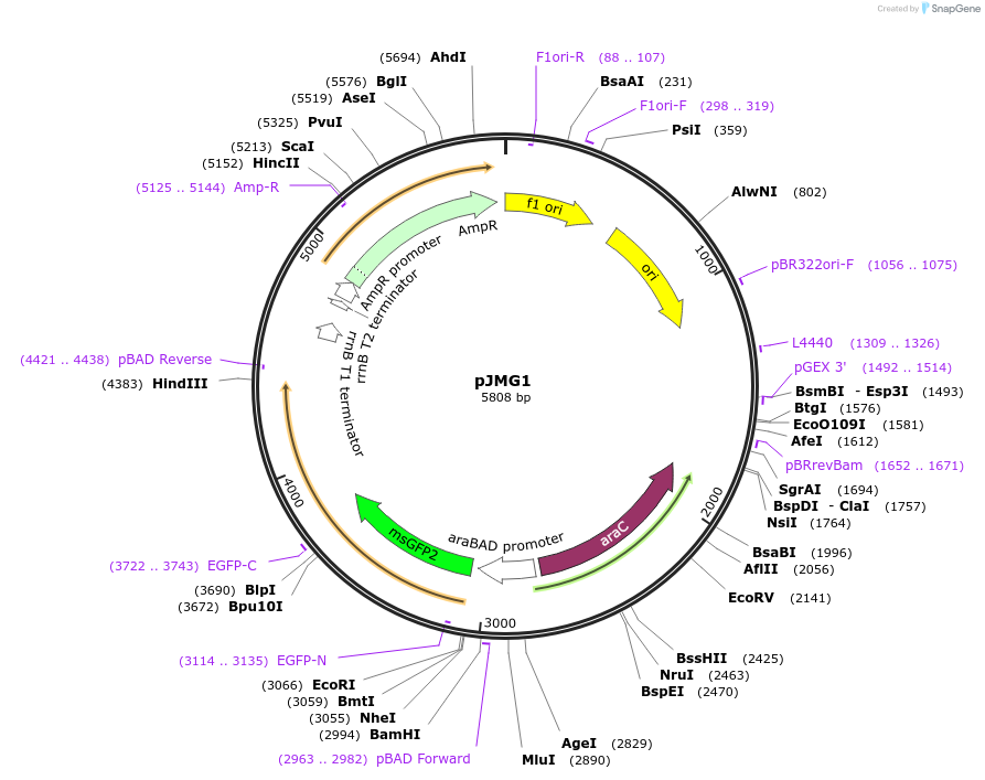 207594-plasmid-map-sequence-id-414346