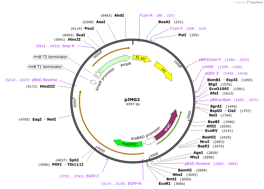 207595-plasmid-map-sequence-id-414348