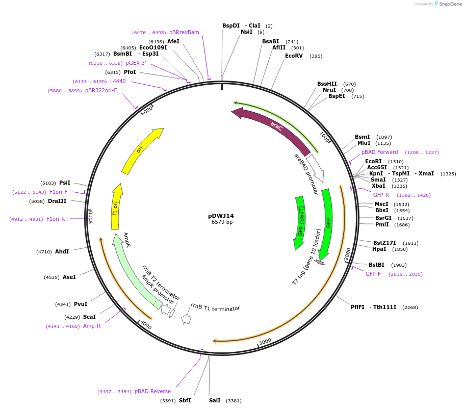 207597-plasmid-map-sequence-id-414350