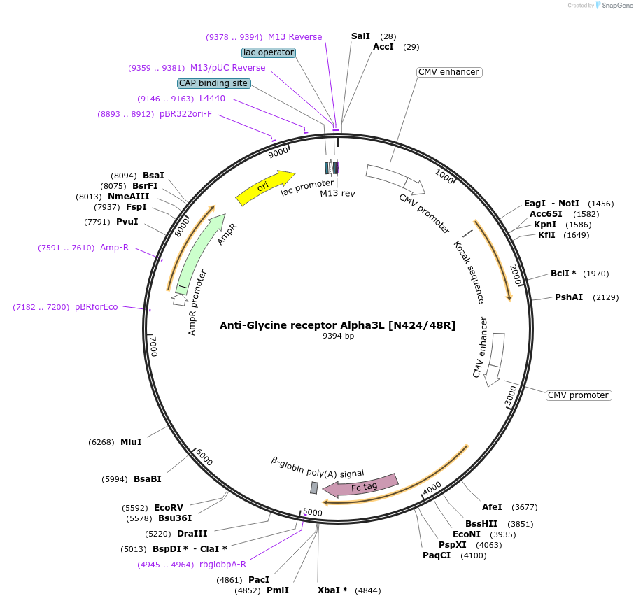 206574-plasmid-map-sequence-id-414356