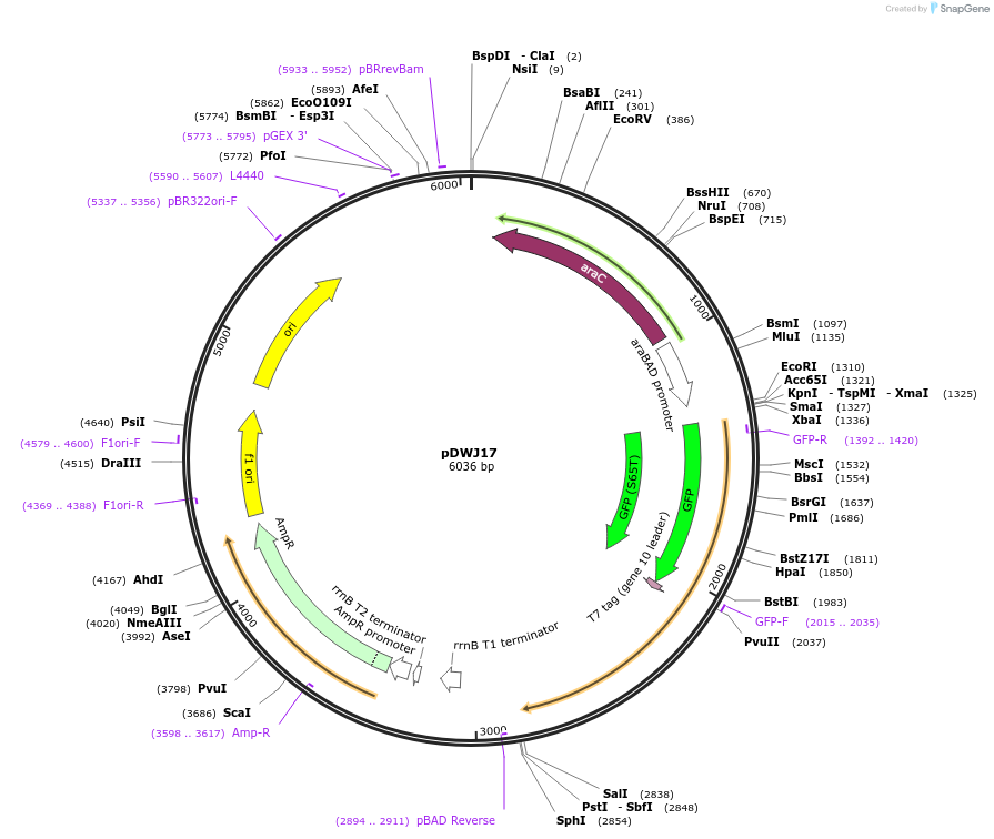 207600-plasmid-map-sequence-id-414366