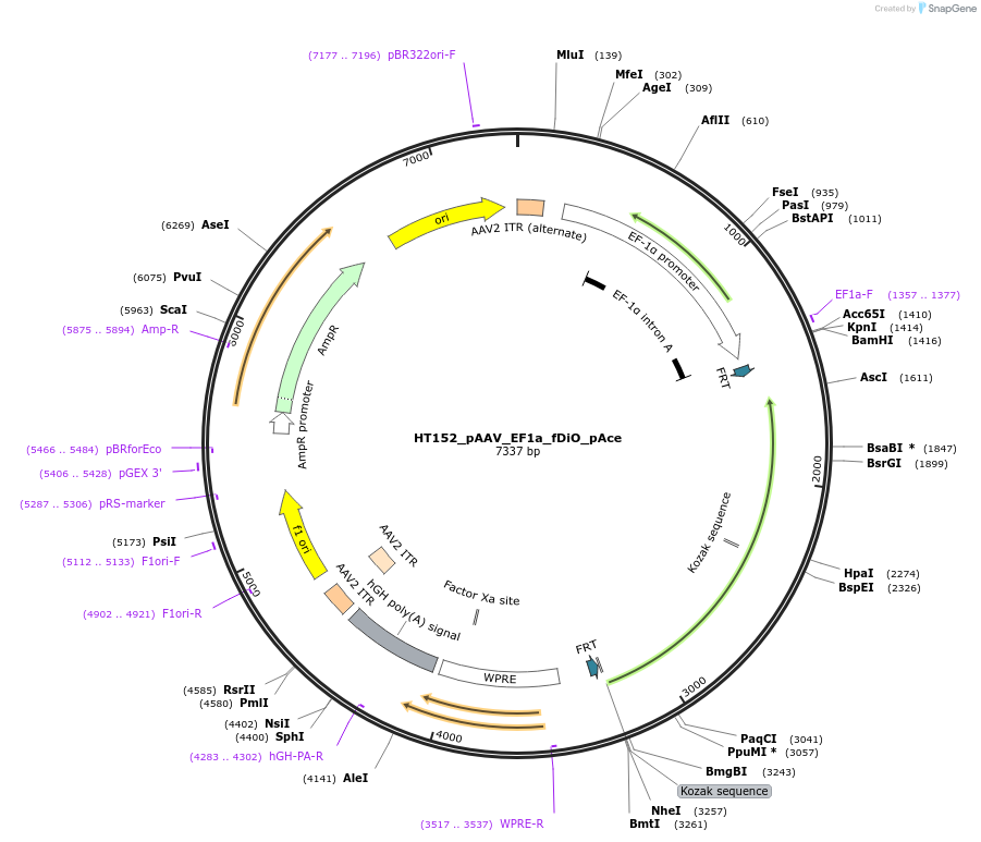 208610-plasmid-map-sequence-id-414378