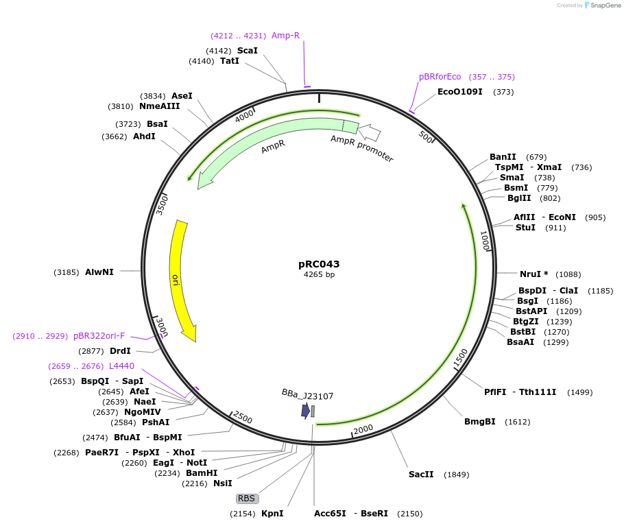 206799-plasmid-map-sequence-id-414380
