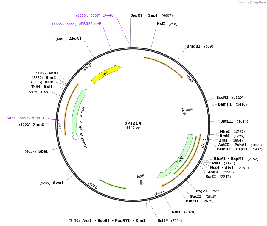 207440-plasmid-map-sequence-id-414382