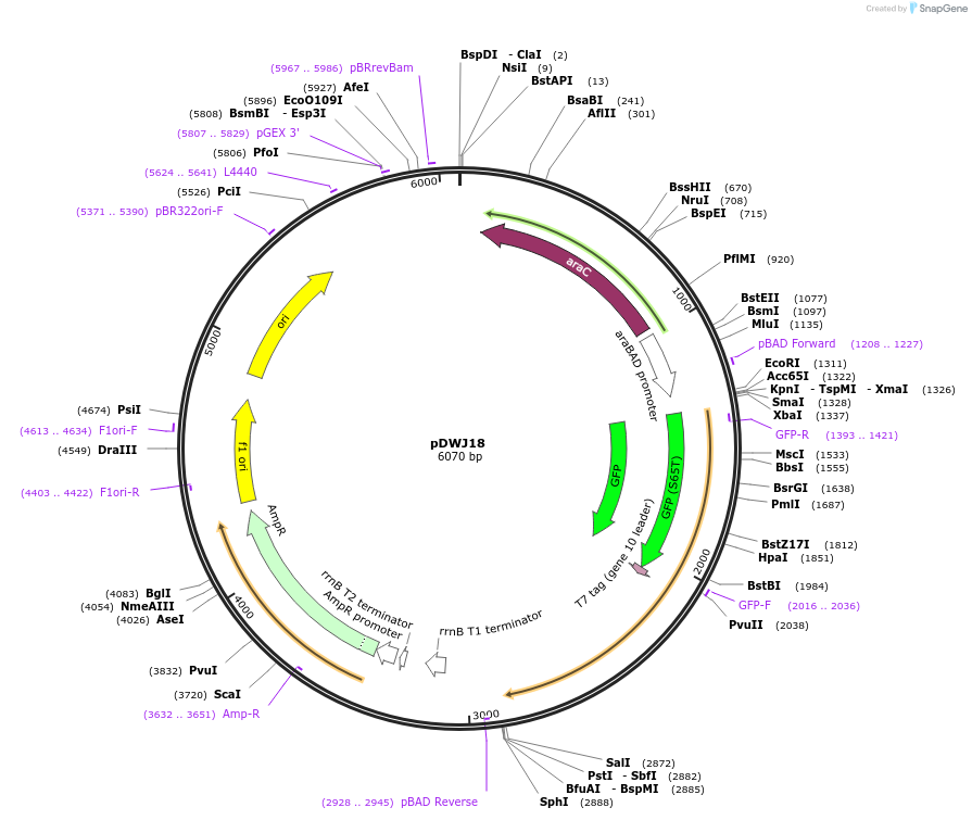 207601-plasmid-map-sequence-id-414385