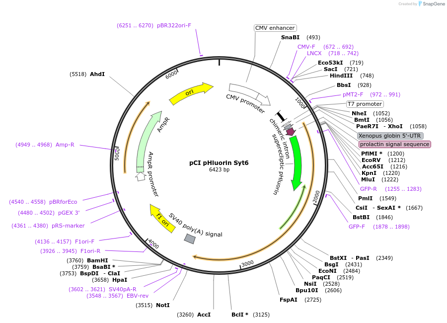 184507-plasmid-map-sequence-id-414386