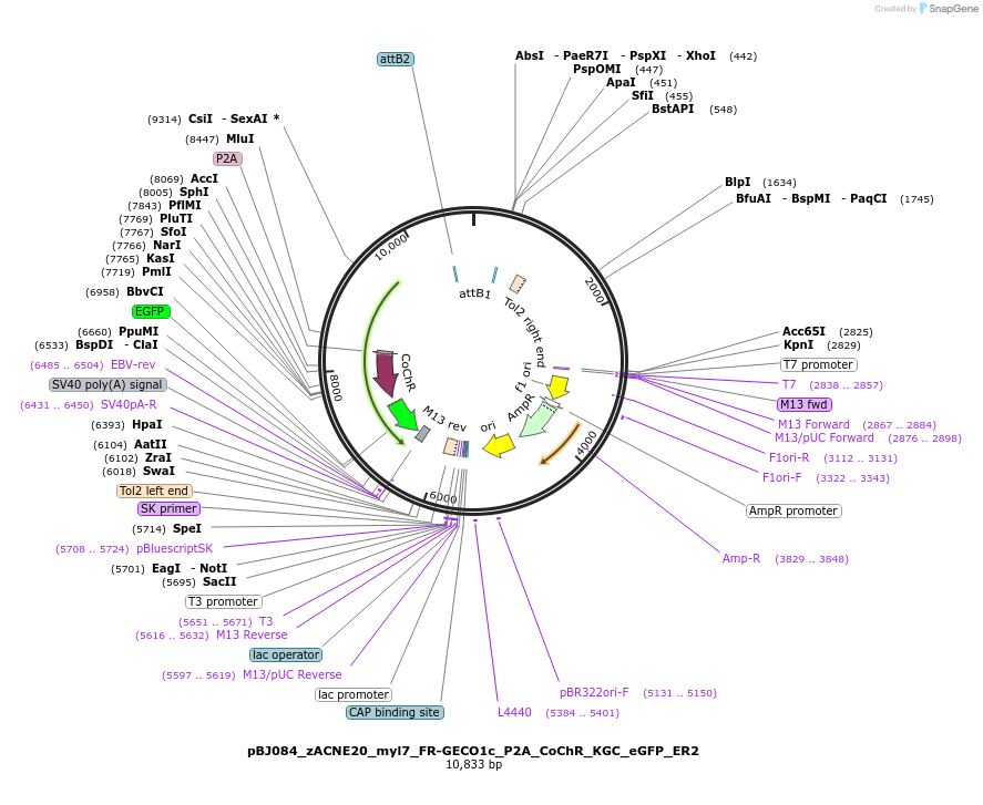 209282-plasmid-map-sequence-id-414387