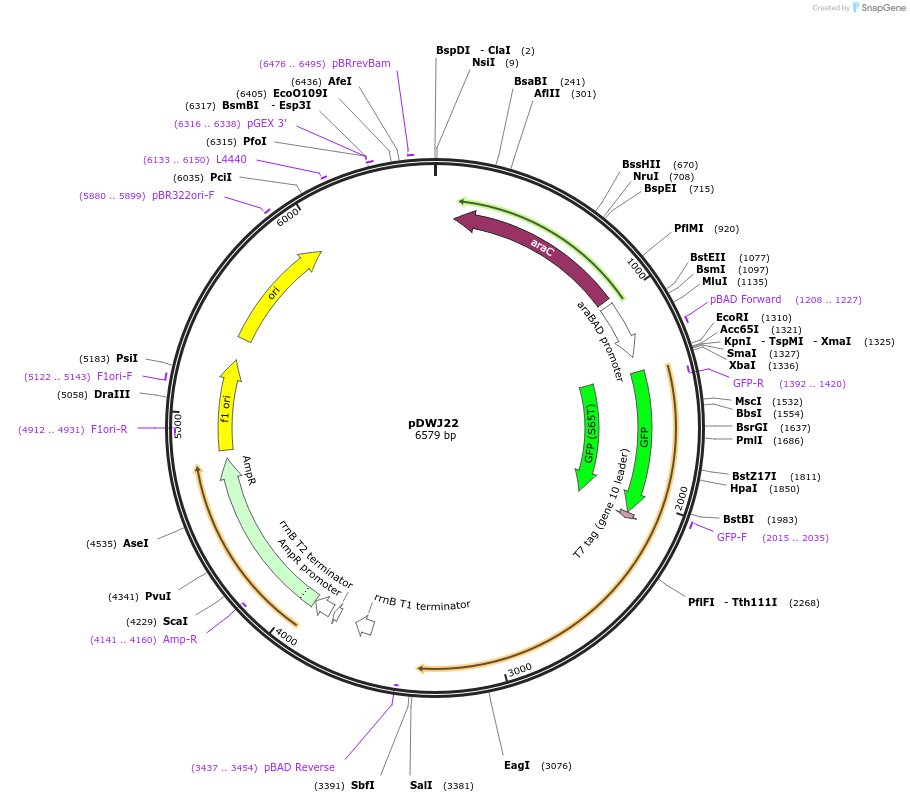 207602-plasmid-map-sequence-id-414389