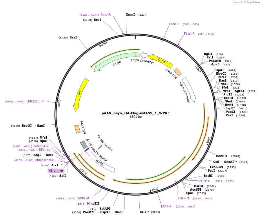 209760-plasmid-map-sequence-id-414406