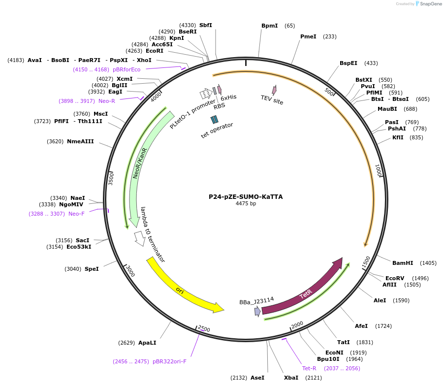 204633-plasmid-map-sequence-id-414413