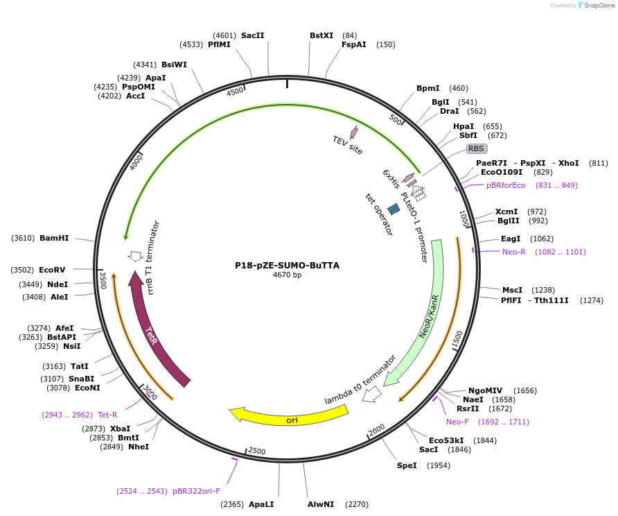 204632-plasmid-map-sequence-id-414415