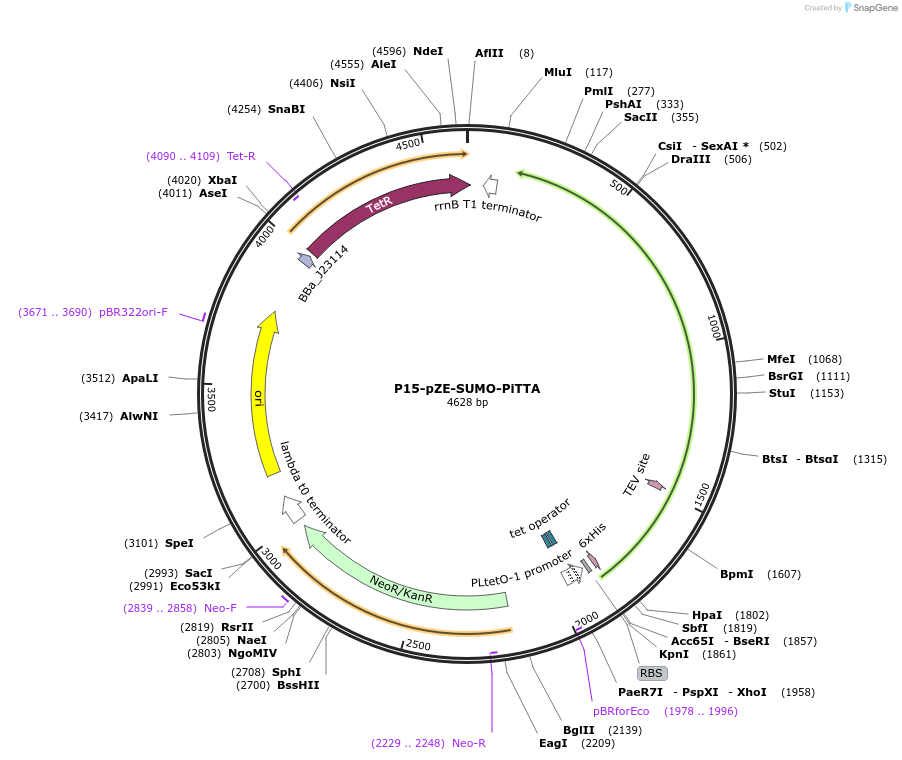 204630-plasmid-map-sequence-id-414417
