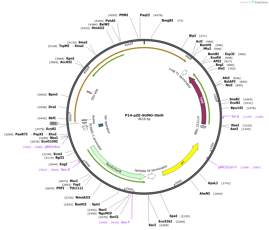 204629-plasmid-map-sequence-id-414418