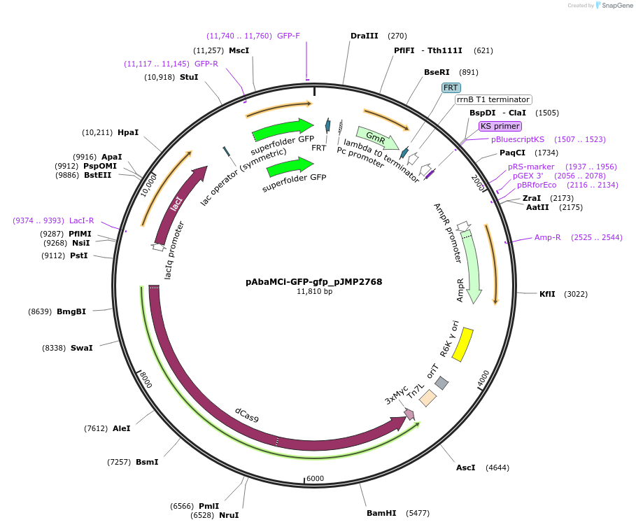 208889-plasmid-map-sequence-id-414420