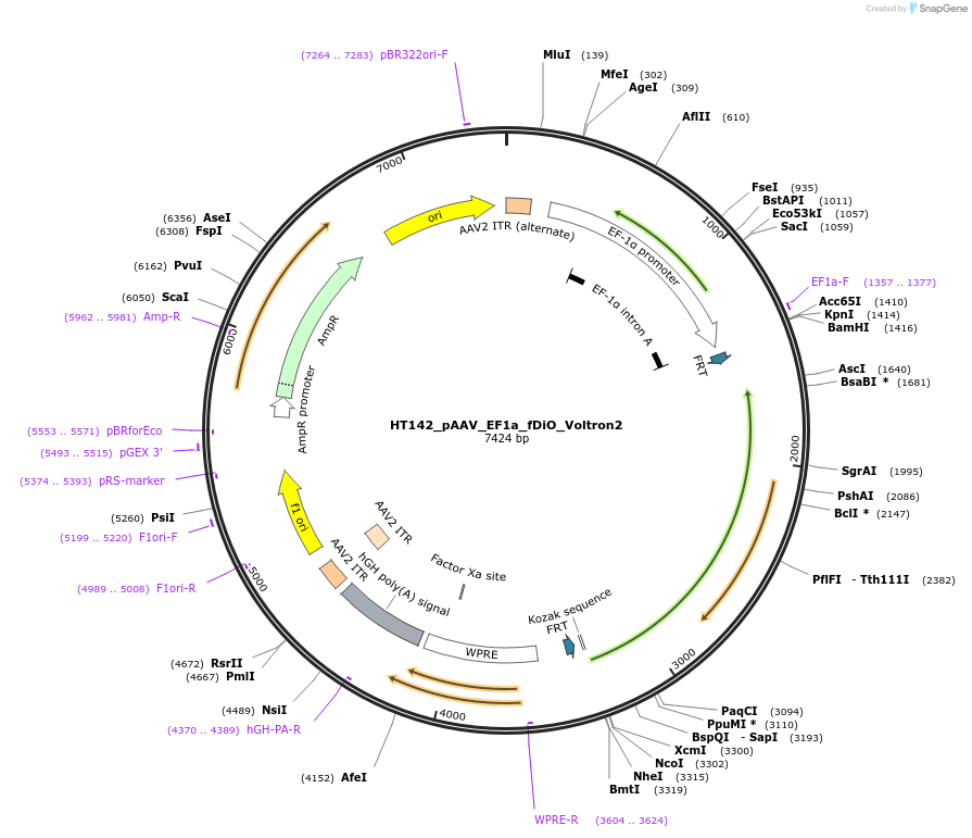 208607-plasmid-map-sequence-id-414425