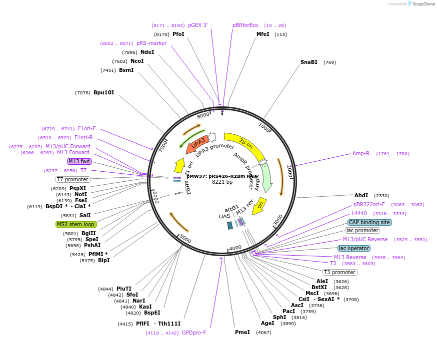 209291-plasmid-map-sequence-id-414426