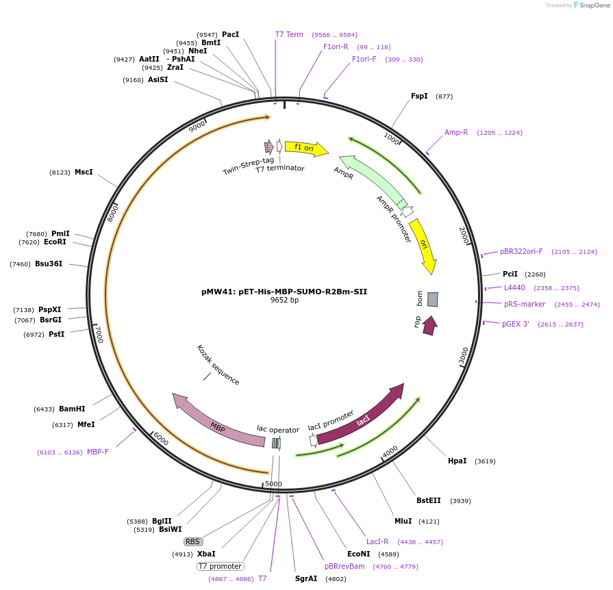 209290-plasmid-map-sequence-id-414427