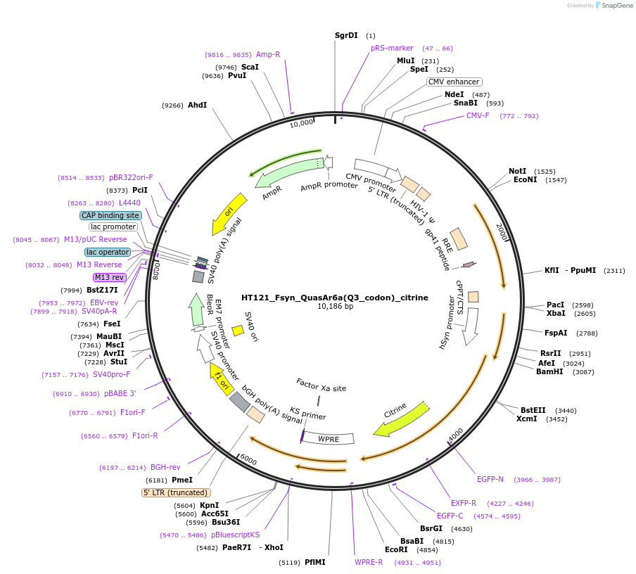 208606-plasmid-map-sequence-id-414429