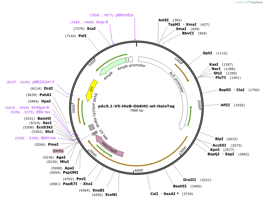 201551-plasmid-map-sequence-id-414438