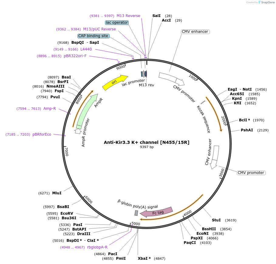 206588-plasmid-map-sequence-id-414444