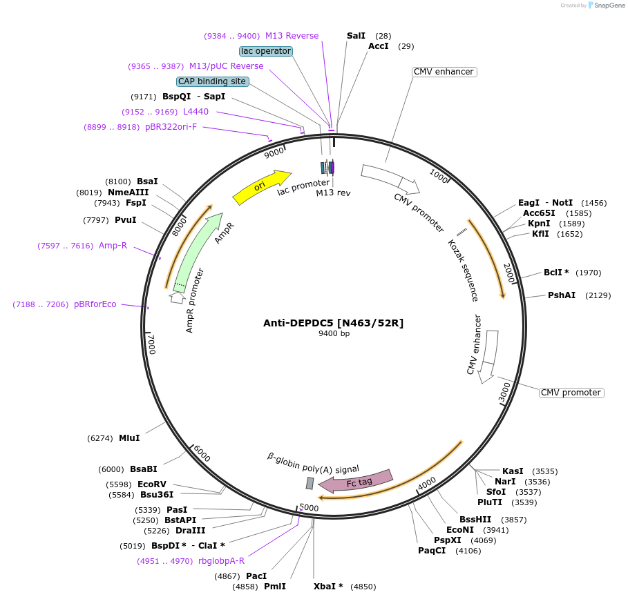 206593-plasmid-map-sequence-id-414447