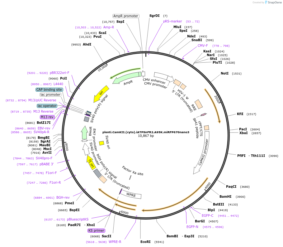 209727-plasmid-map-sequence-id-414451